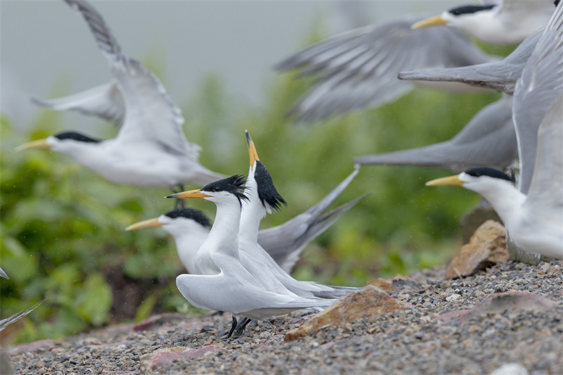 கிட்டத்தட்ட ஒரு மாதமாக வீட்டில் இருந்தேன். மித் பறவை எப்படி இருக்கிறது?